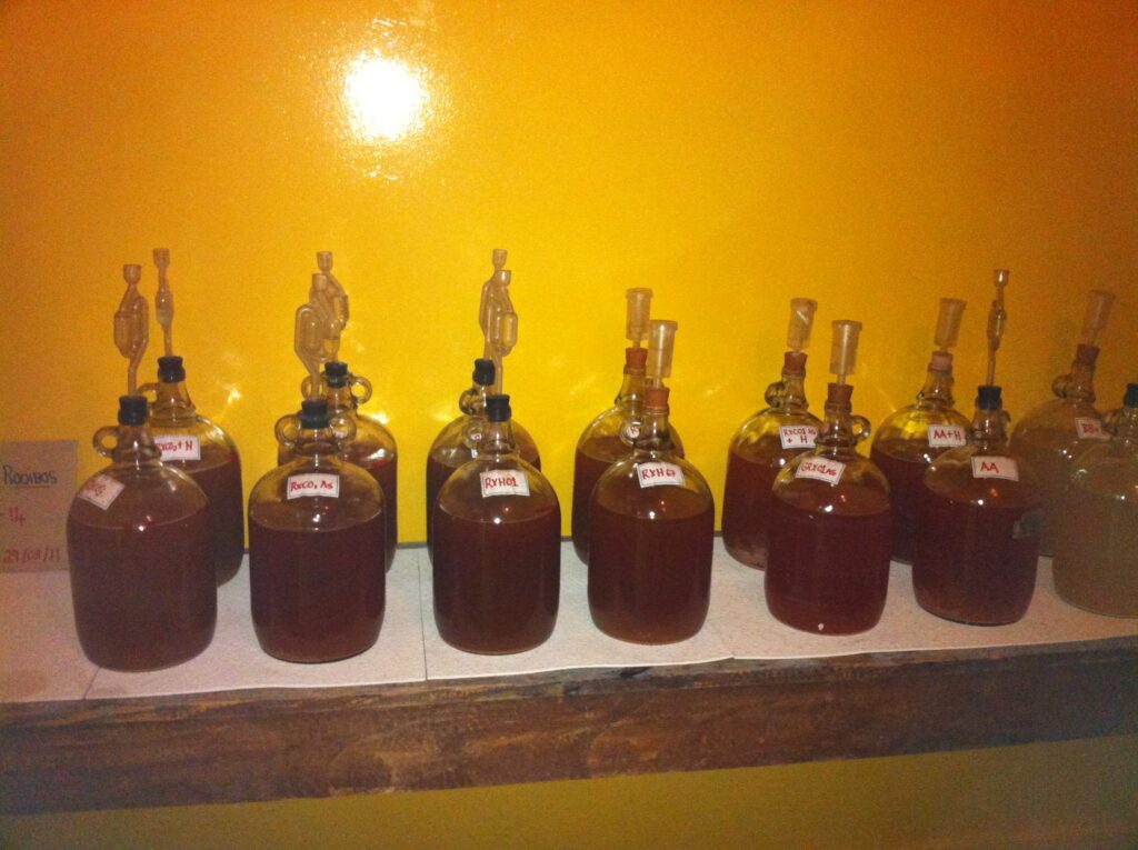 Gallon carboys with airlocks (Bee d'Vine honey wine trials, Elsenburg Agricultural Training Institute, Stellenbosch 2011)